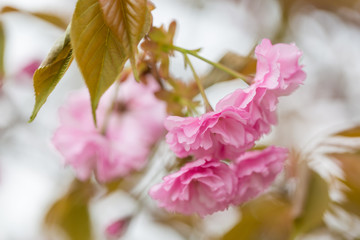 Spring blooming pink cherry blossoms, Japan