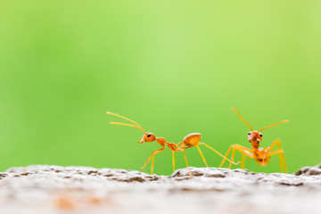 Macro shot of red ant in nature with selective focus.