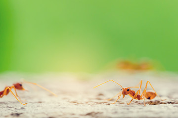 Macro shot of red ant in nature with selective focus.