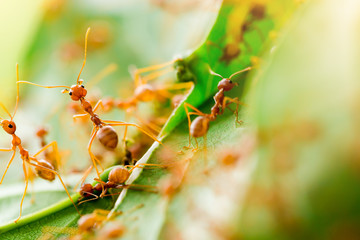 Macro shot of red ant in nature with selective focus.