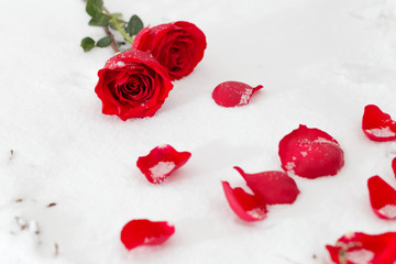 Roses in the snow