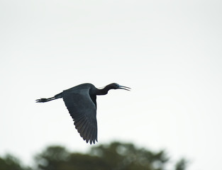 A little blue heron in flight against a gray sky.