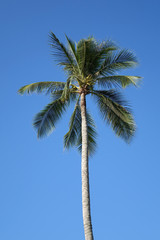 Coconut tree with blue skye in summer