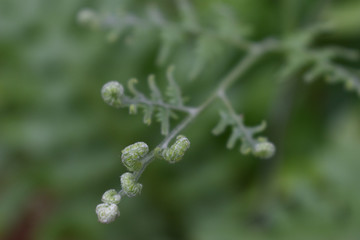 Young fern frond
