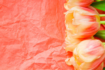 Copy space with blooming yellow and coral tulips a coral background. Place for text. Background for design.