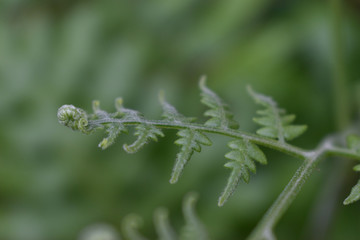 fern in forest