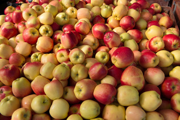 apples in the market