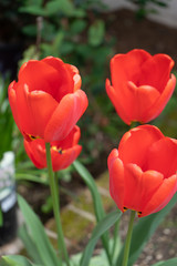 red tulip 