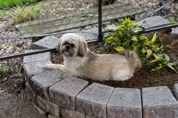 dog laying in flower bed 