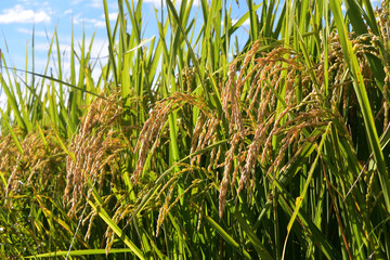 Rice filed, the harvest season