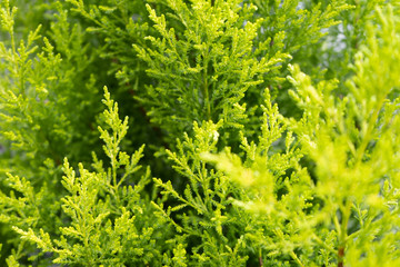 green foliage 