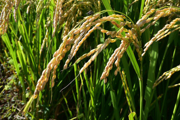 Rice filed, the harvest season