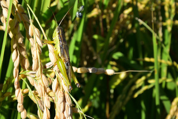 Rice filed, the harvest season