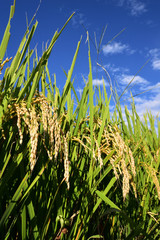 Fototapeta premium Rice filed, the harvest season