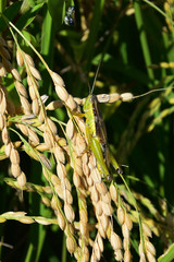 Rice filed, the harvest season