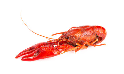 Red Crawfish Isolated on a White Background