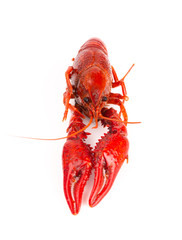 Red Crawfish Isolated on a White Background
