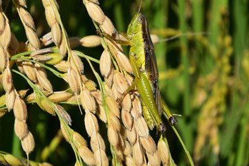 Rice filed, the harvest season