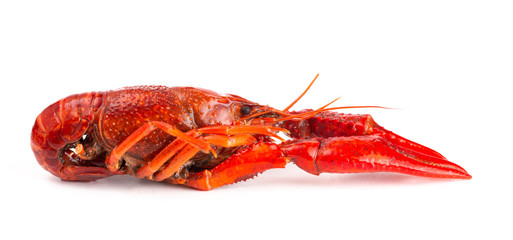 Red Crawfish Isolated on a White Background