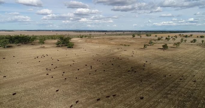 Endless plains of cropped agricultural fields on farmlands around Moree regional town in outback australia with feeding cattle on top of flat artesian basin.