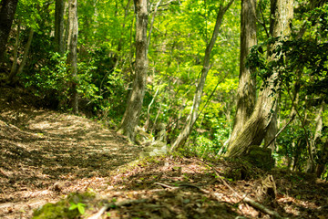 Buddha sitting in the mountains