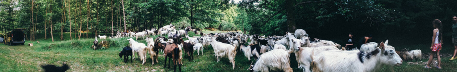 Obraz premium goat panorama 