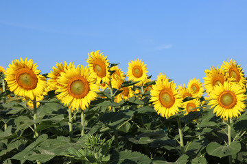 Obraz premium Sunflowers garden