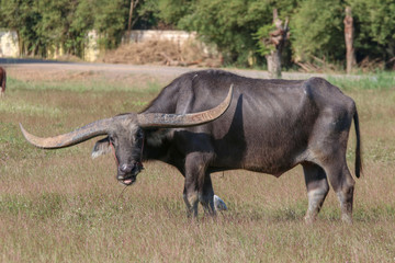 Buffalo is a animal that feeds on long, spiky,