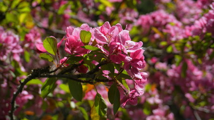 Malus Royalty Crabapple tree with flowers in the morning sun close up.  Apple blossom. Spring background.