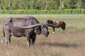 Buffalo is a animal that feeds on long, spiky,
