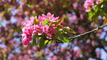 Malus Royalty Crabapple tree with flowers in the morning sun close up.  Apple blossom. Spring background.