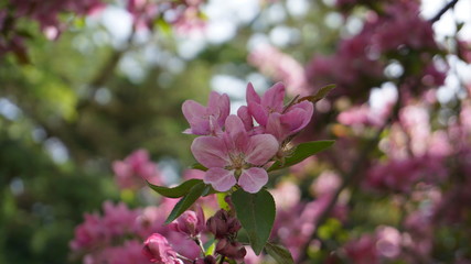 Malus Royalty Crabapple tree with flowers in the morning sun close up.  Apple blossom. Spring background.