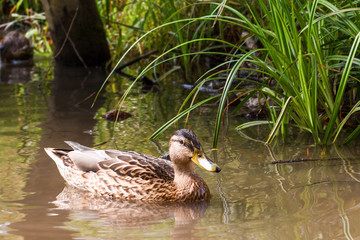 One brown duck swims in the river.