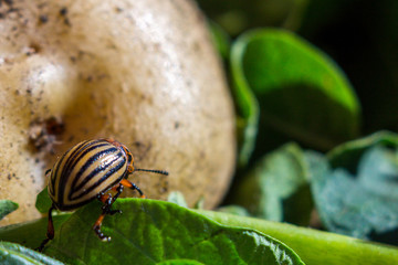 A close up image of the striped Colorado potato beetle that crawls on potatoes and green leaves and eats them.