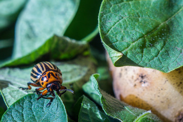 A close up image of the striped Colorado potato beetle that crawls on potatoes and green leaves and eats them.