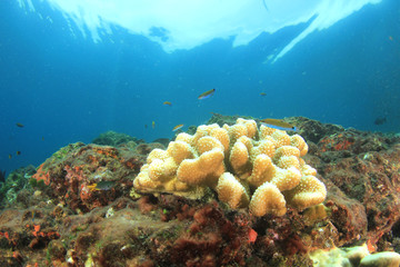Naklejka na ściany i meble Coral bleaching due to climate change and global warming