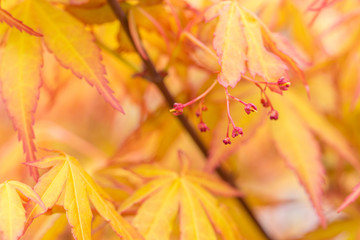 Outdoor golden maple leaves, close-up,Acer palmatum