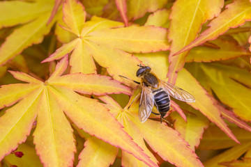 Outdoor golden maple leaves, close-up,Acer palmatum