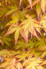 Outdoor golden maple leaves, close-up,Acer palmatum
