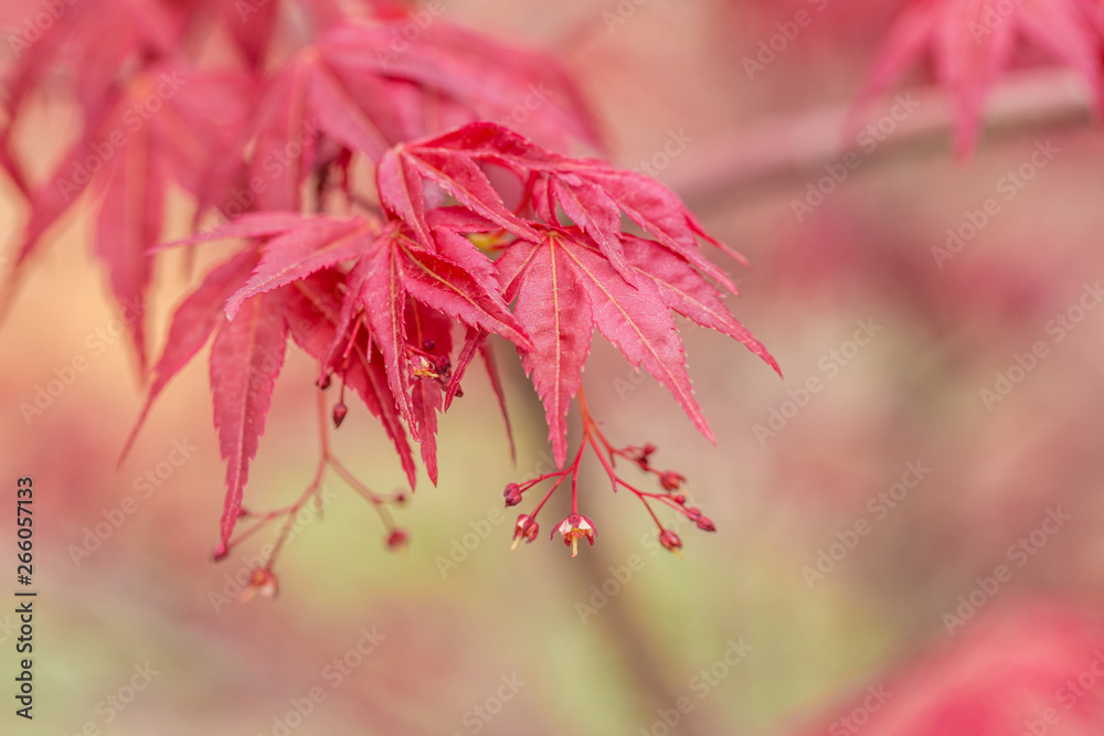 Wall mural outdoor golden maple leaves, close-up,acer palmatum