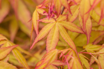 Outdoor golden maple leaves, close-up,Acer palmatum
