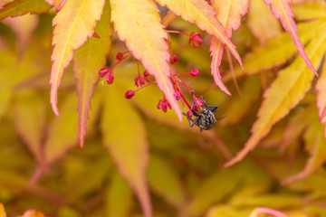 Outdoor golden maple leaves, close-up,Acer palmatum