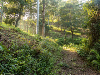 Forest Mist with Sunbeams