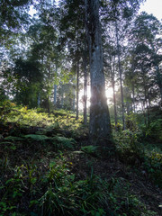 Forest Mist with Sunbeams