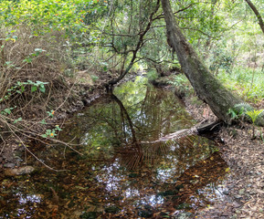Fototapeta premium Forest Reflections