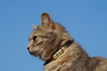 cat in front of white background