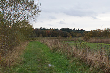 trees in field