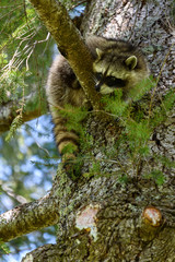 Juvenile raccoon up an evergreen tree on a sunny day, looking down with curiosity  