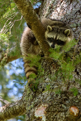 Juvenile raccoon up an evergreen tree on a sunny day, looking down with curiosity   © knelson20