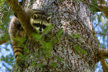 Juvenile raccoon up an evergreen tree on a sunny day, looking down with curiosity  